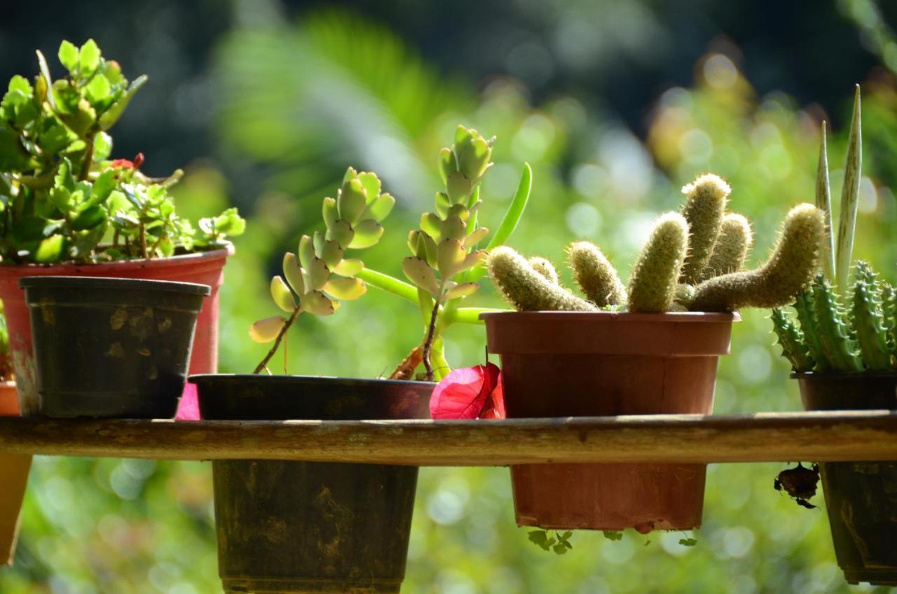 Pousada Recanto Primata Marechal Floriano Ngoại thất bức ảnh