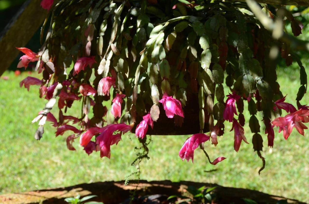 Pousada Recanto Primata Marechal Floriano Ngoại thất bức ảnh